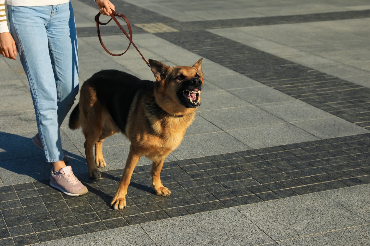 person walking aggressive dog on leash