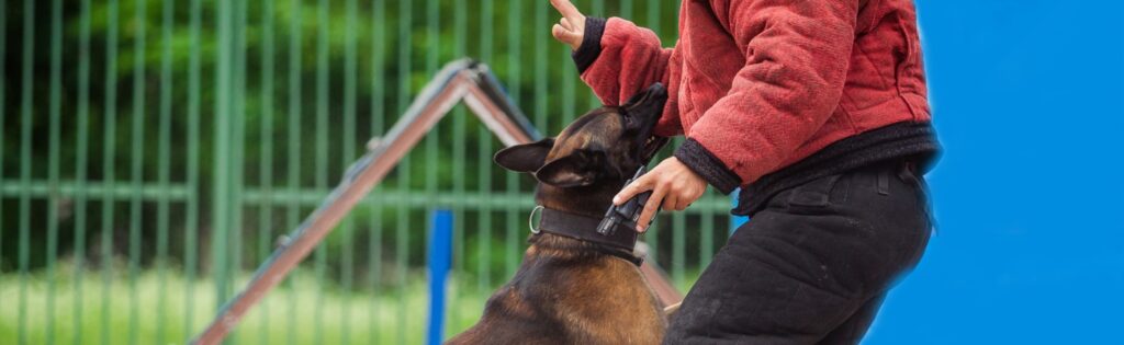 Dog bite case